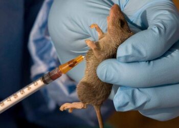 lassa fever