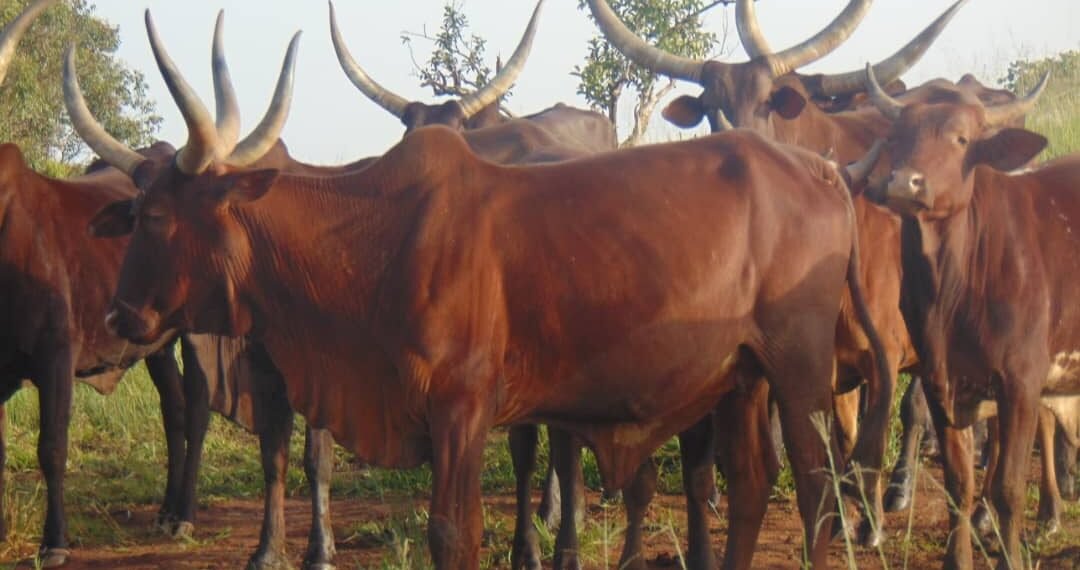 Cattle prices hit the roof as Sallah festival draws near