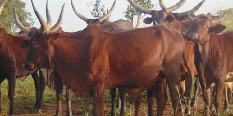 Cattle prices hit the roof as Sallah festival draws near