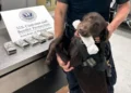 Dog sniffs out $44,000 hidden by passenger at US airport