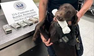 Dog sniffs out $44,000 hidden by passenger at US airport