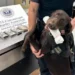 Dog sniffs out $44,000 hidden by passenger at US airport